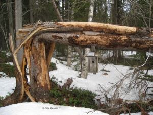 Trädet bröts men holken klarade sig.